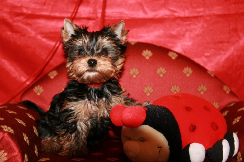 des Hauts du Gouardey - Yorkshire Terrier - Portée née le 09/10/2012