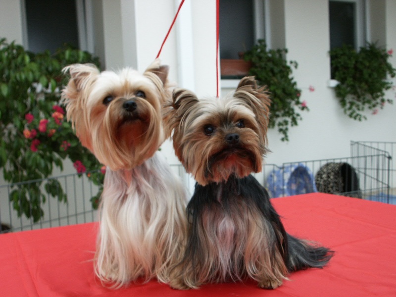 Autres chiens de l'élevage