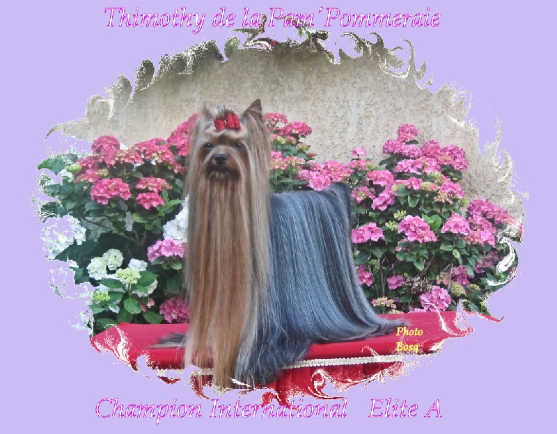 Ch. Thimothy de la Pam Pommeraie