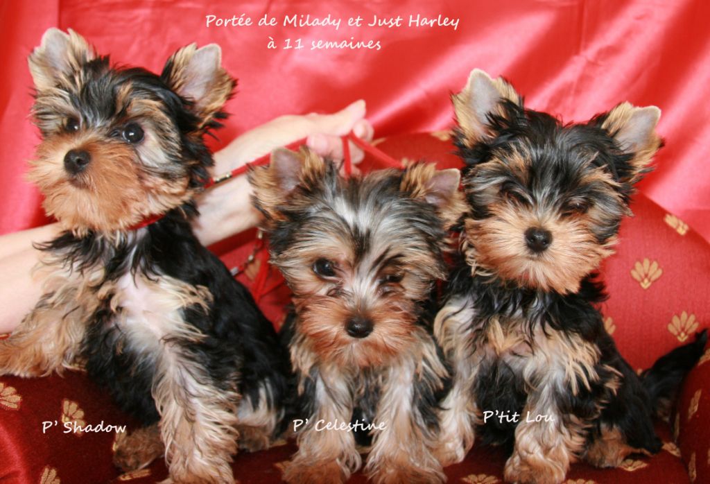 Chiot Yorkshire Terrier des Hauts du Gouardey
